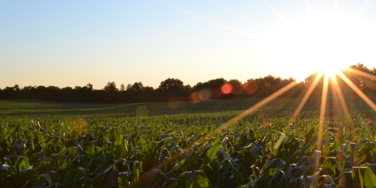 Sunrise of Crop Field