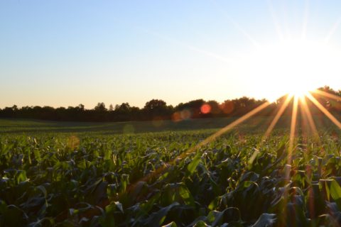 Sunrise of Crop Field