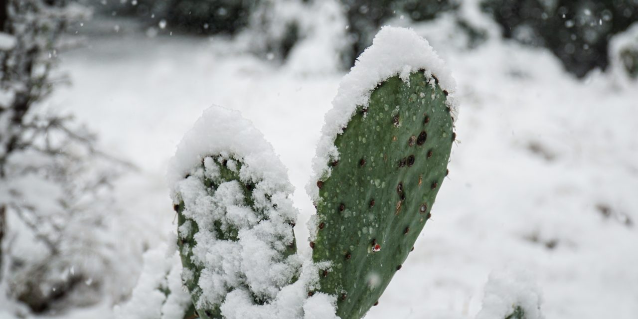 Cactus covered in snow