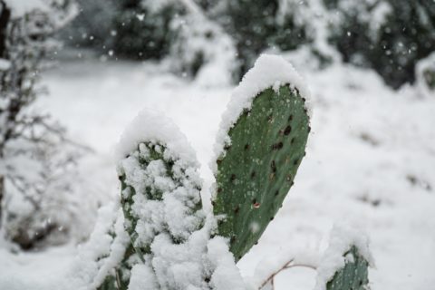 Cactus covered in snow